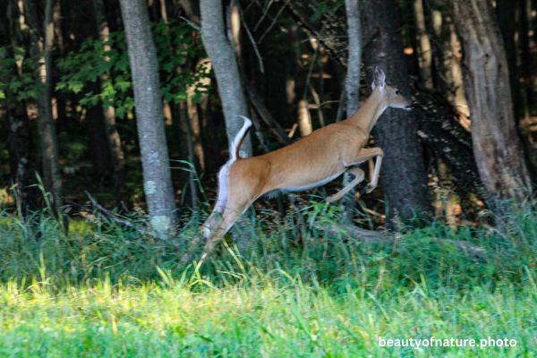 Deer 10 Horizontal