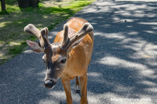 Deer 11 Horizontal
