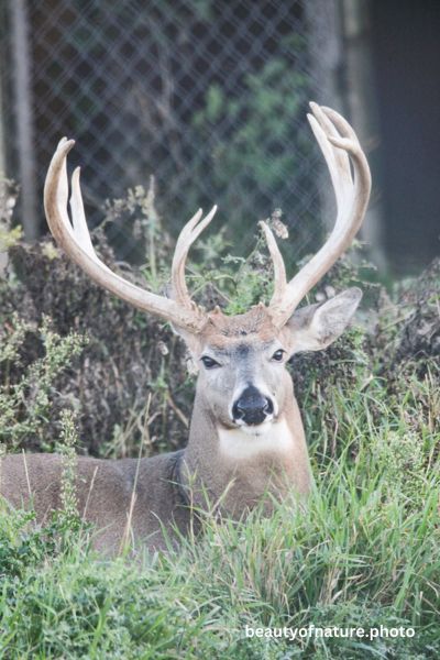 Deer 12 Vertical