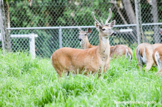 Deer 13 Horizontal