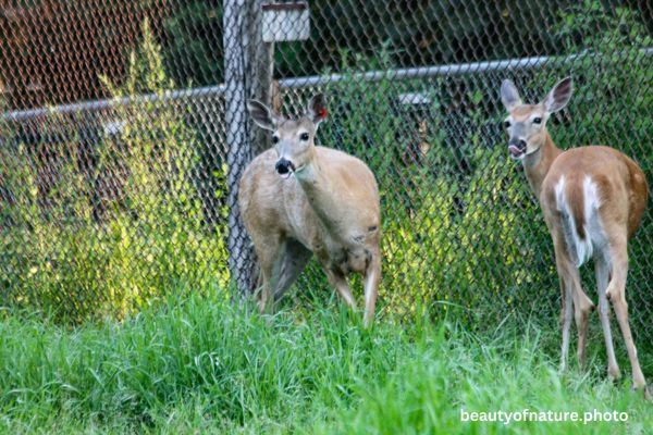 Deer 14 Horizontal
