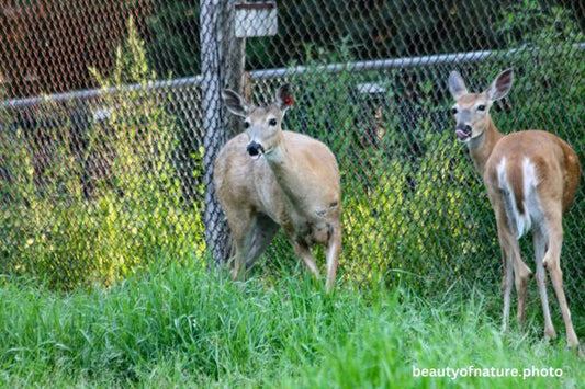Deer 14 Horizontal