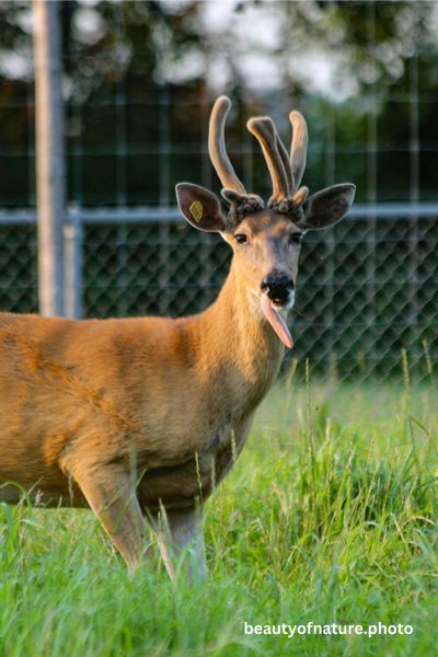 Deer 16 Vertical