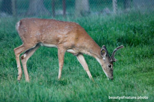 Deer 18 Horizontal
