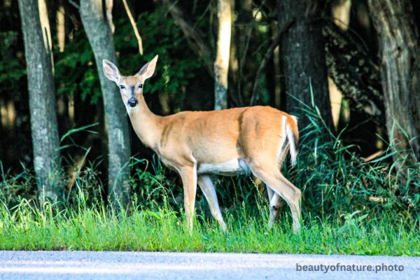 Deer 1 Horizontal