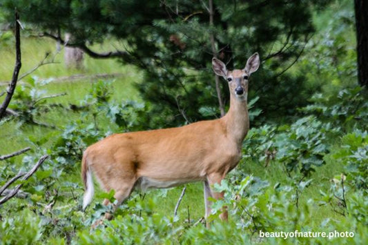 Deer 2 Horizontal