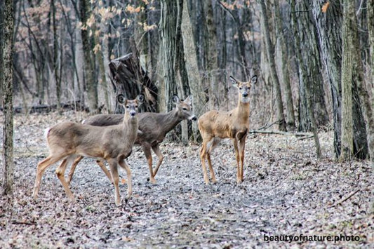 Deer 3 Horizontal