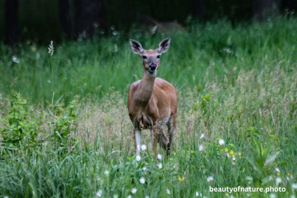Deer 4 Horizontal