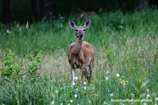 Deer 4 Horizontal