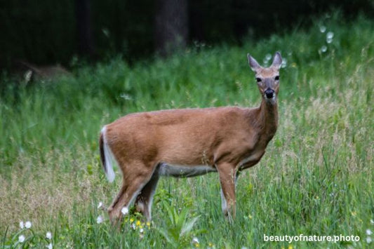 Deer 5 Horizontal