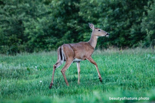 Deer 7 Horizontal