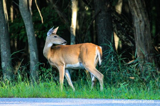 Deer 8 Horizontal