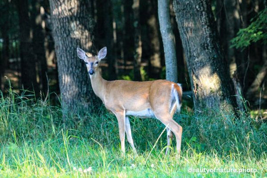 Deer 9 Horizontal
