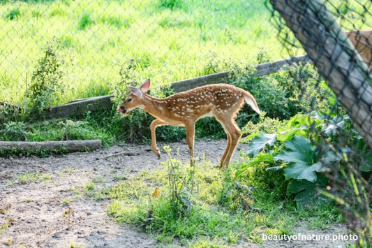 White-tailed Fawn 1 Horizontal