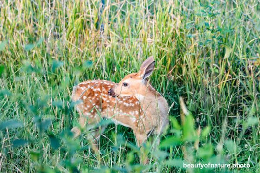 White-tailed Fawn 2 Horizontal