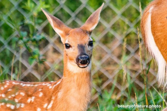 White-tailed Fawn 3 Horizontal