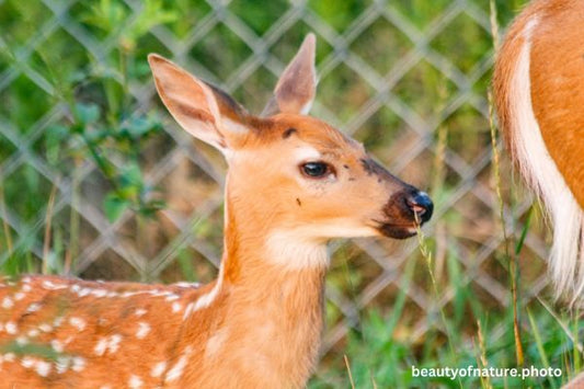 White-tailed Fawn 4 Horizontal