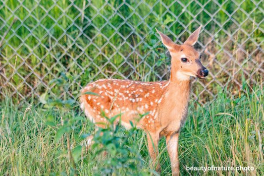 White-tailed Fawn 5 Horizontal