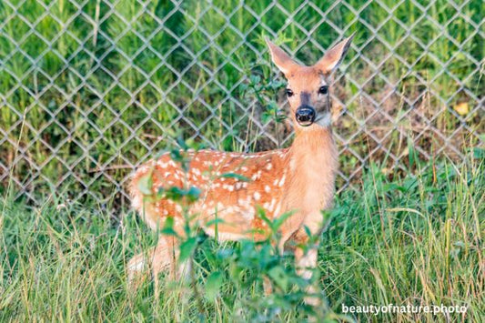 White-tailed Fawn 6 Horizontal