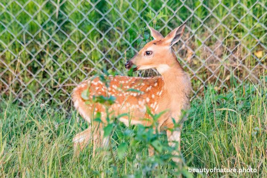White-tailed Fawn 7 Horizontal
