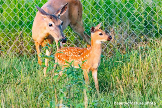 White-tailed Fawn 8 Horizontal