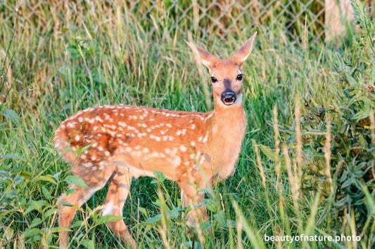White-tailed Fawn 9 Horizontal