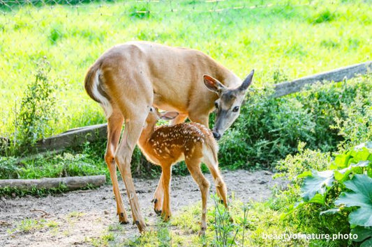 White-tailed Fawn Nursing Horizontal
