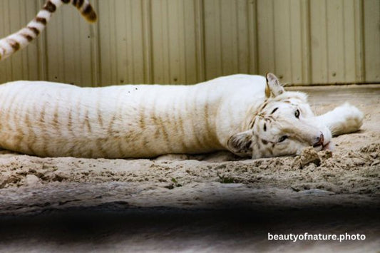 White Bengal Tiger Horizontal