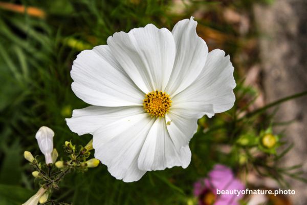 White Cosmos Horizontal