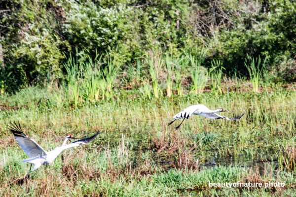 Whooping Crane 1 Horizontal