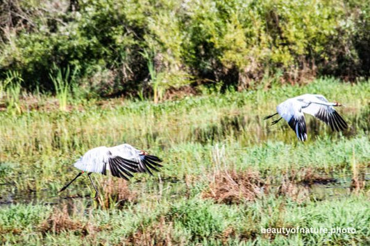 Whooping Crane 2 Horizontal