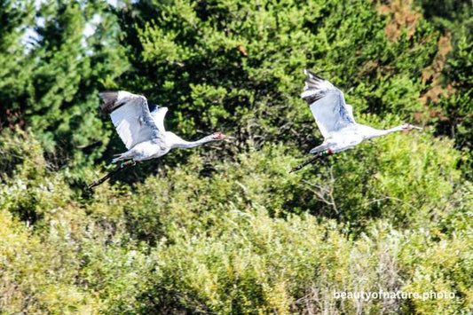 Whooping Crane 4 Horizontal