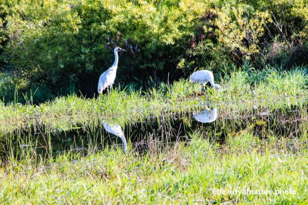 Whooping Crane 8 Horizontal