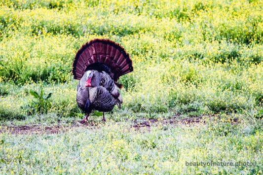 Wild Turkey