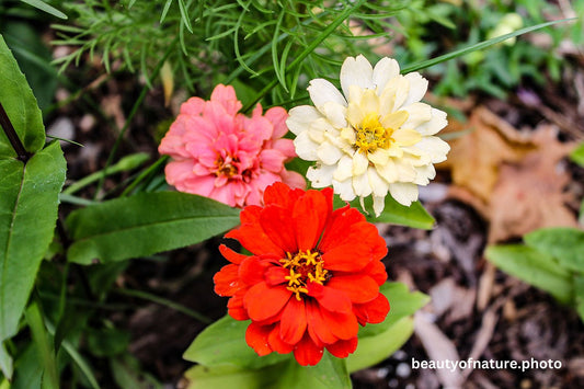 Zinnia Variety Horizontal